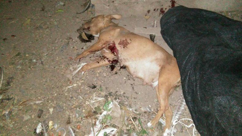 La perra asesinada había tenido crías hace poco tiempo y se encontraba en pleno proceso de lactancia.