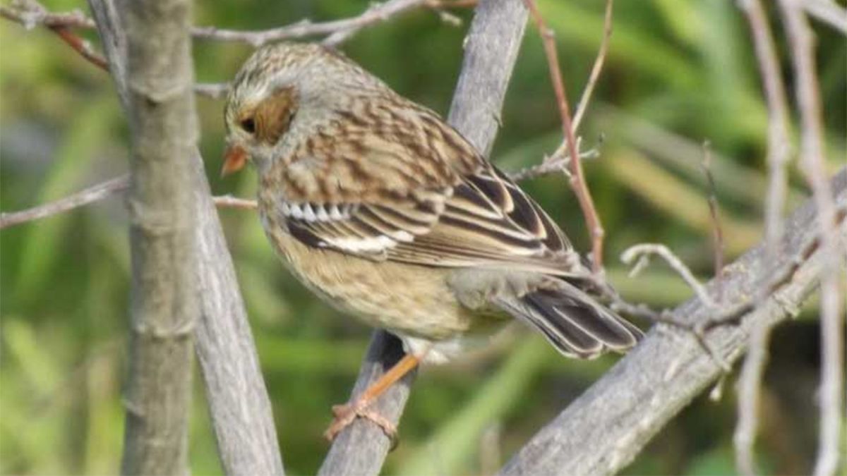 Imputaron a un hombre de Conesa por tener aves en peligro de extinción