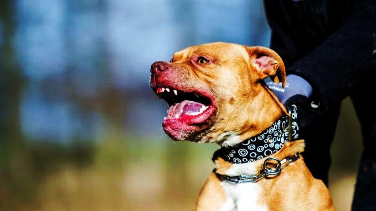 Un pitbull atacó a cinco personas dos están en grave estado