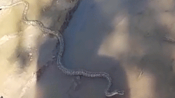 alertan por serpientes en el barrio nueva espana de centenario alertan por serpientes en el barrio nueva espana de centenario