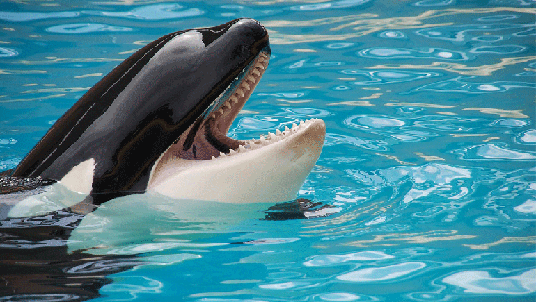 Liberen a Keiko: la vida y el triste final de la orca más famosa del mundo