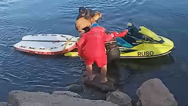 video: el dramatico rescate de una familia, con ninos y perros, varada en una isla del rio limay