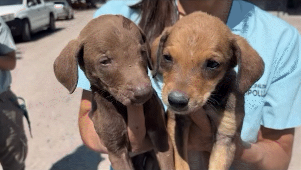 El allanamiento por maltrato animal tuvo lugar en una vivienda de la calle Venezuela de Cipolletti.&nbsp;