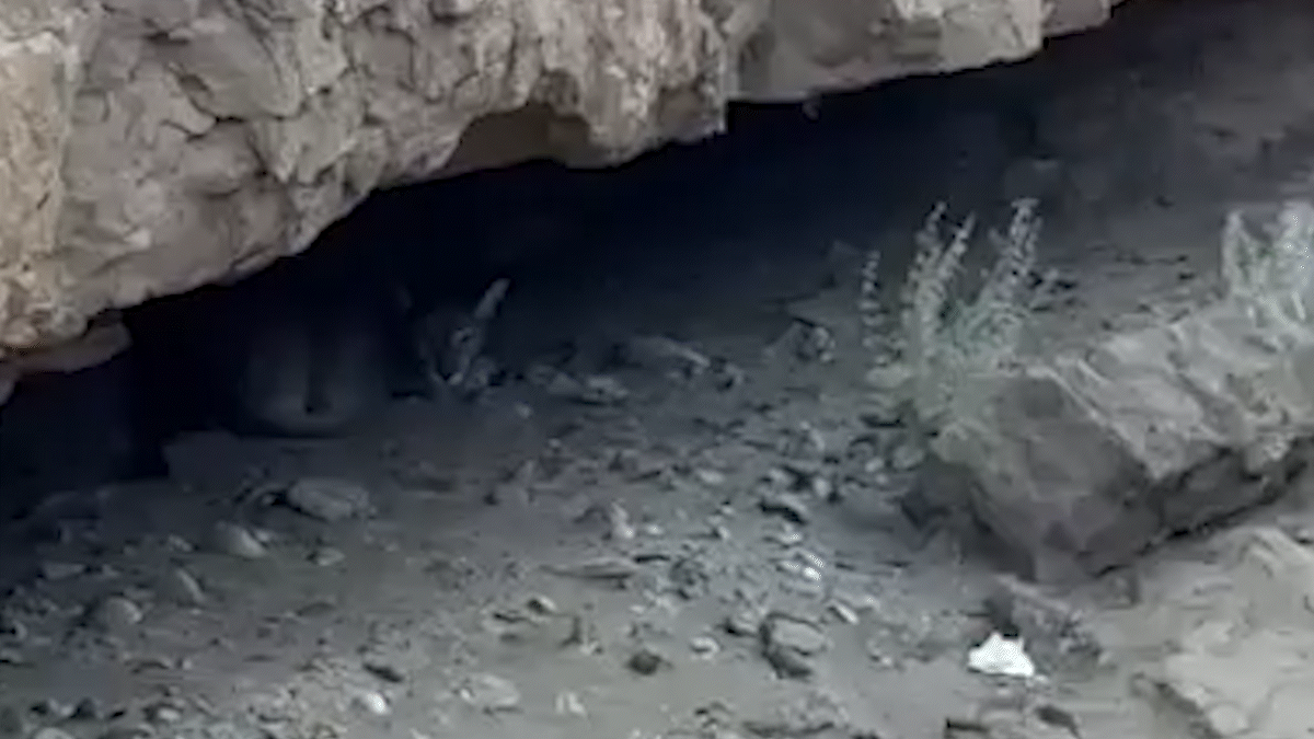 Flor de susto: pasaban la tarde en el lago y se encontraron con un puma