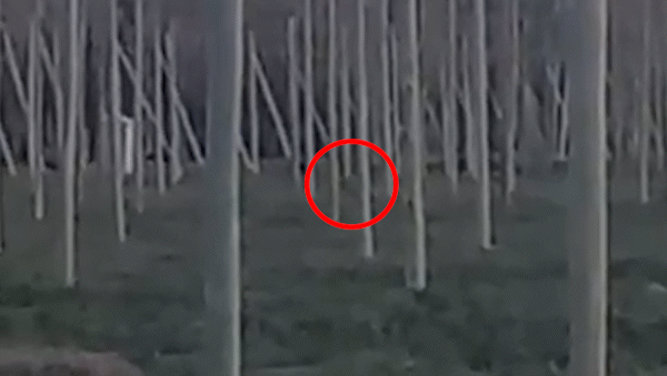 video: la reaparicion del puma suelto y hambriento pone en alerta al alto valle video: la reaparicion del puma suelto y hambriento pone en alerta al alto valle