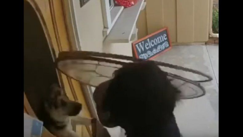 Un perro le dio una bienvenida muy especial a una vendedora - LMCipolletti.com