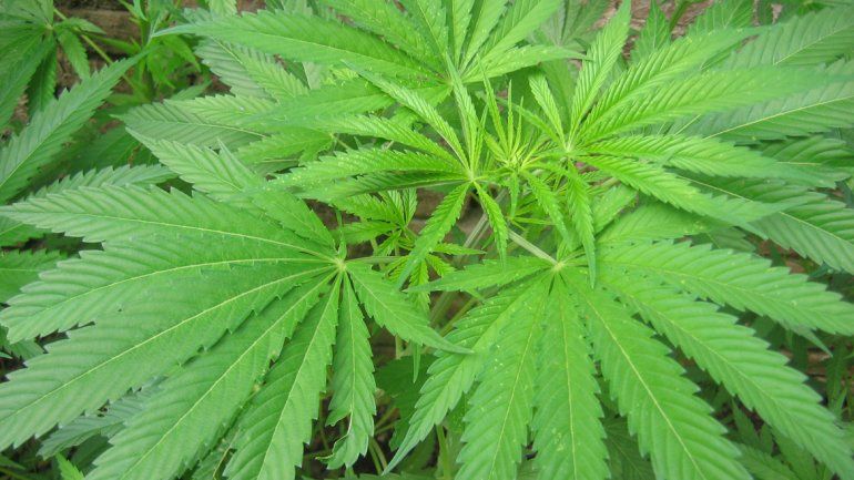 La marihuana tiene usos ancestrales y ahora cuenta también con reconocimiento legal para diversos tratamientos.