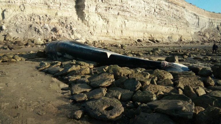 <p> Pablo Manuel Ulrich</p>