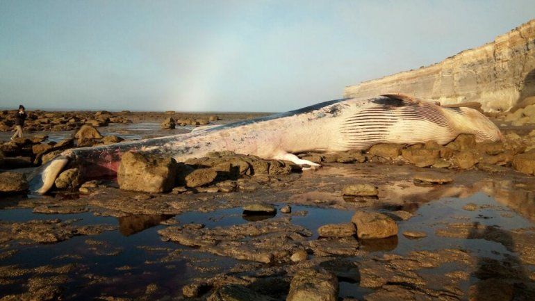 <p> Pablo Manuel Ulrich</p>