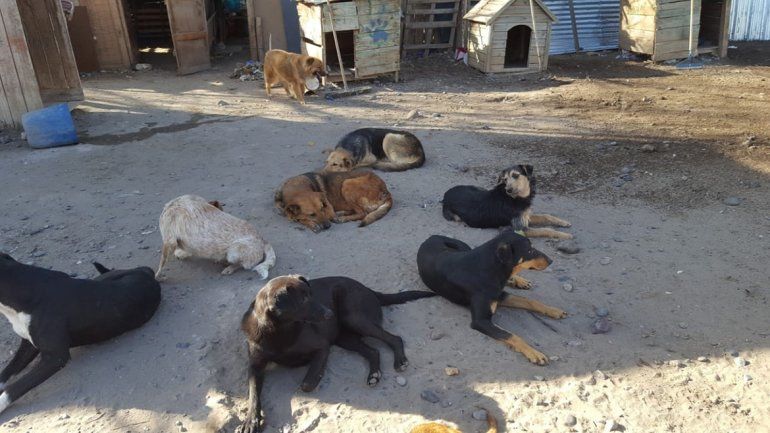 La guarderÃ­a canina de la Isla JordÃ¡n sigue en el foco de la polÃ©mica. Los voluntarios que cuidan a los animales denuncian abandono y riesgo de infecciones.