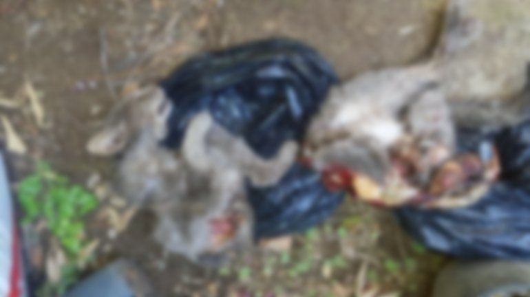 El descuartizador de gatos volvió al ataque 