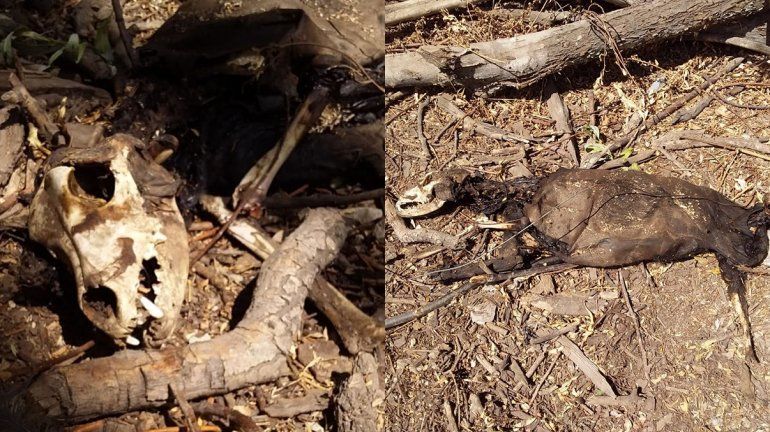 Macabro hallazgo en la guardería canina de la Isla Jordán 