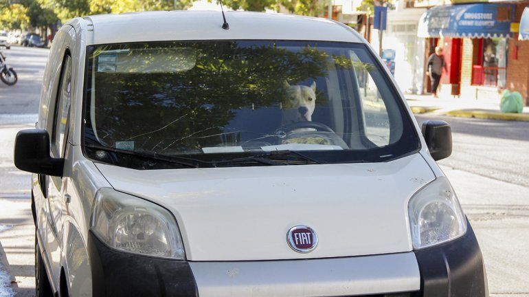 Con ventanillas bajas y cinturón puesto, el perro conductor le alegró la mañana a los cipoleños