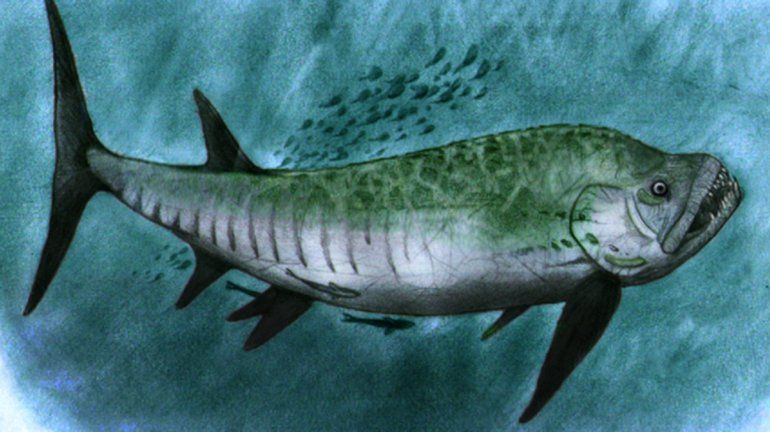Descubrieron un pez gigante fósil de 70 millones de años en Chubut
