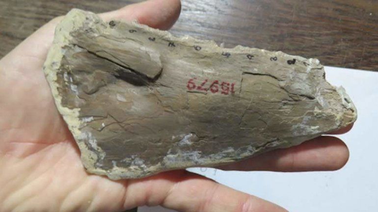 Descubrieron un pez gigante fósil de 70 millones de años en Chubut