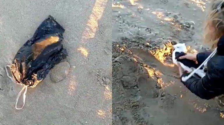 Kitesurfistas salvaron a una gaviota enredada en una bolsa de nylon