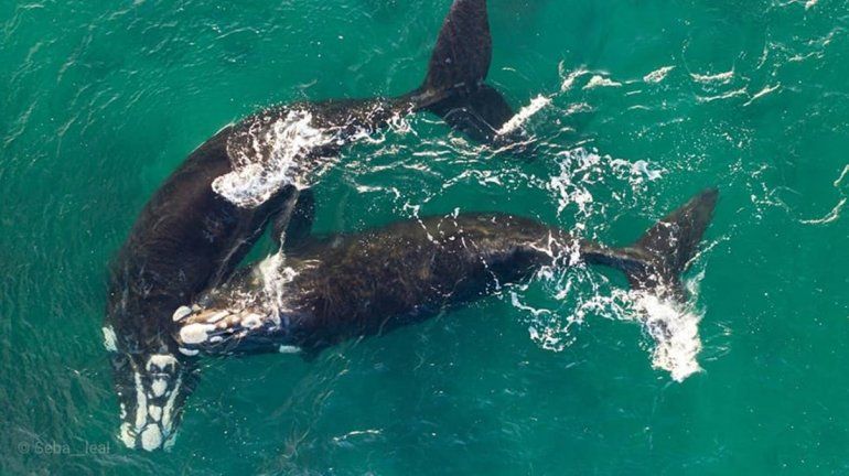 Las Grutas, un para&iacute;so de amor para las ballenas francas