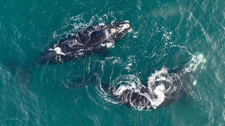 Las Grutas, un para&iacute;so de amor para las ballenas francas
