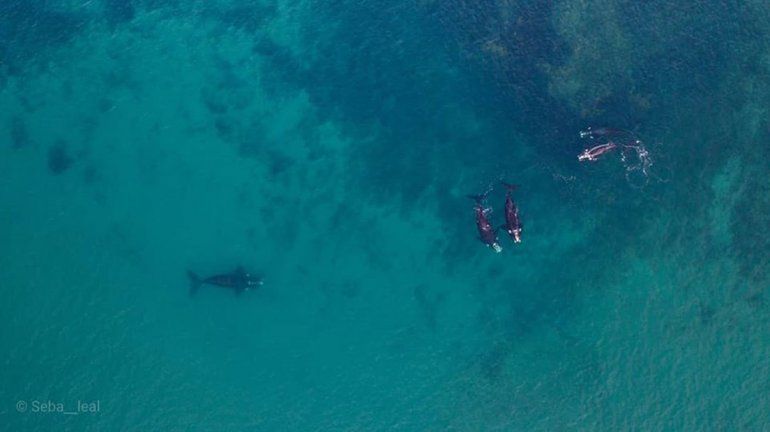 Las Grutas, un para&iacute;so de amor para las ballenas francas
