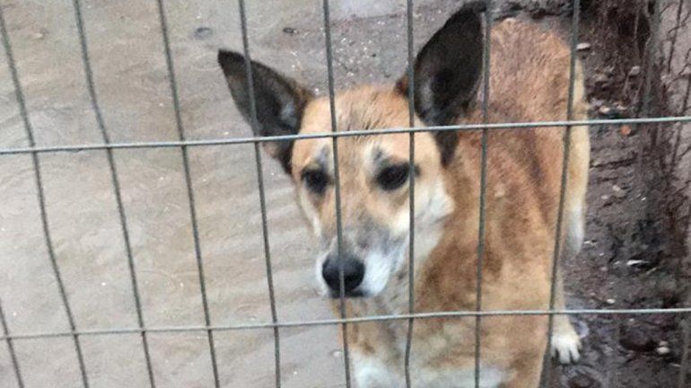 Arrancan obras de mejora en el refugio canino de la Isla Jordán