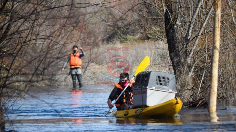 Increíble operativo de rescate de tres perros aislados por la crecida 