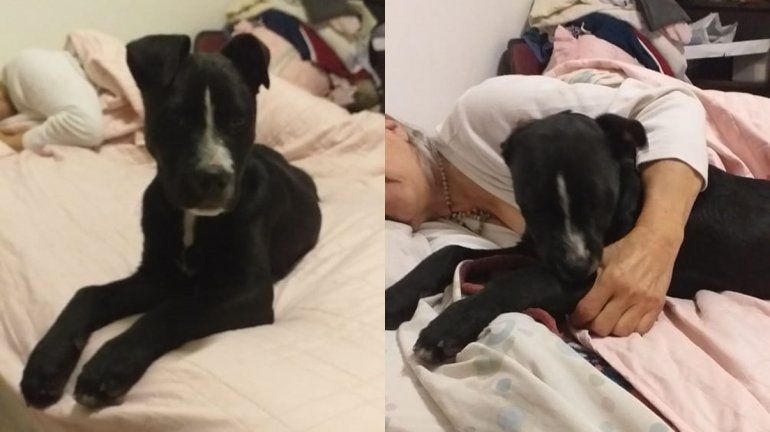 Una abuela cipoleña y su nieto buscan desesperadamente a su perrita Antonia