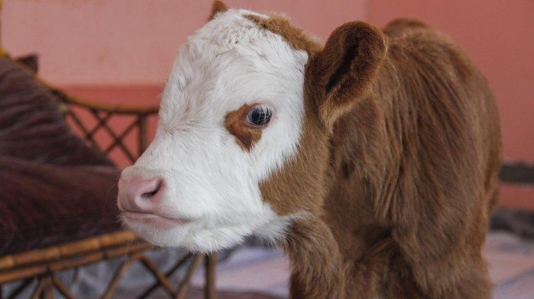 Una cipoleña rescató al ternero Ricky