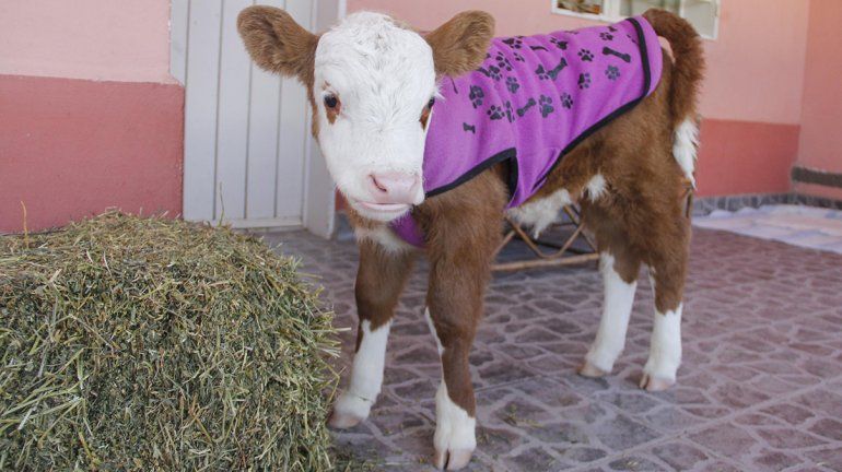 Una cipoleña rescató al ternero Ricky