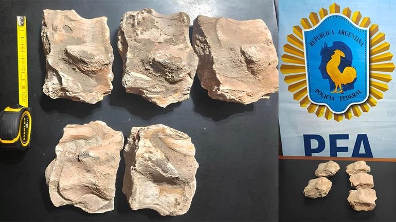 Las piezas óseas fueron secuestradas por la Policía Federal en un allanamiento realizado en Cinco Saltos. Los restos prehistóricos eran ofrecidos a la venta en internet. 