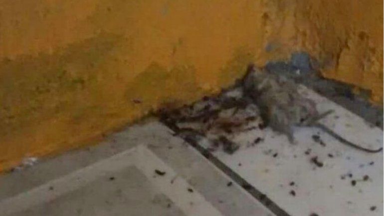 Denuncian invasión de ratas en un jardín de Villa Manzano