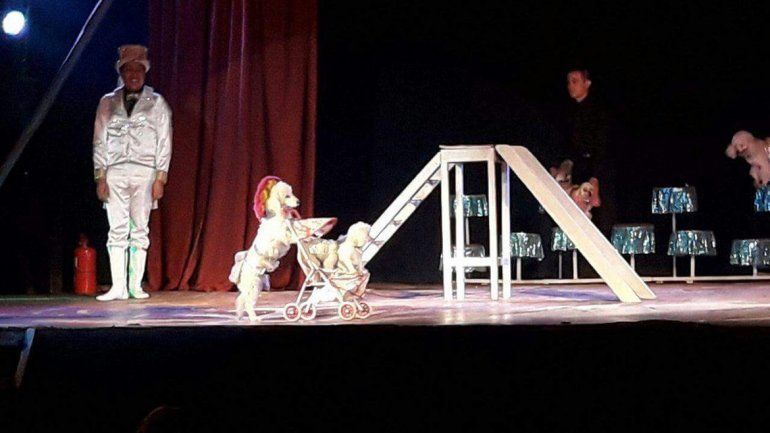 Multaron a un circo que utilizaba perros caniches en sus funciones en Neuquén