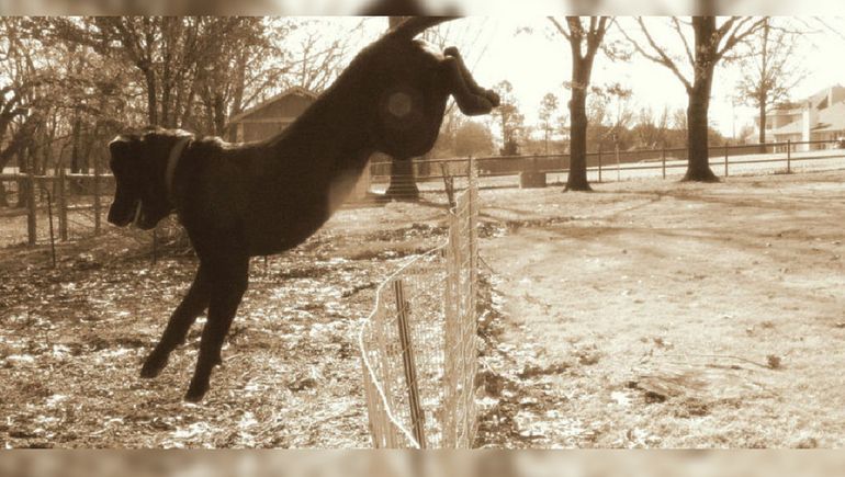 Deberá dar en adopción a sus mascotas: la inédita resolución judicial tras quejas en Río Negro.