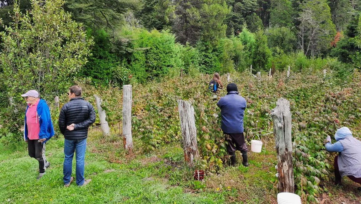 Provincia y el INTA trabajan para fortalecer la producción de fruta fina