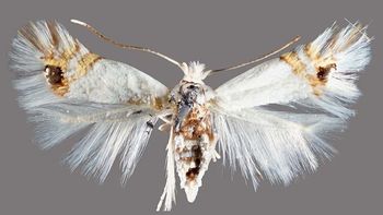 Desde el organismo alertaron sobre la detección de esta especie en la región.