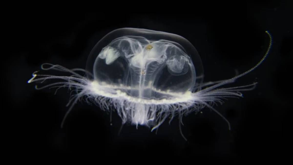 La medusa invasiva de Asia que genera preocupación y será monitoreada en la región.