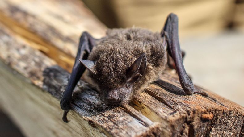 El niño se despertó al sentir un murciélago en la nariz y la boca, pero no acudió rápidamente al médico. Foto: Pexels | LMCipolletti.com El niño se despertó al sentir un murciélago en la nariz y la boca, pero no acudió rápidamente al médico. Foto: Pexels