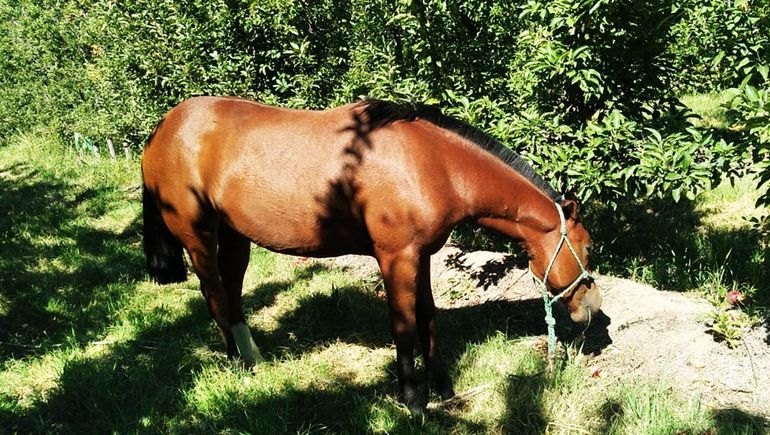 Ofrecen recompensa para que no maten a su potranca Princesa