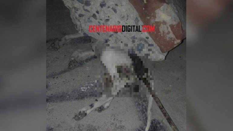 Adolescentes de 12 años matan y empalan a un perro en Centenario