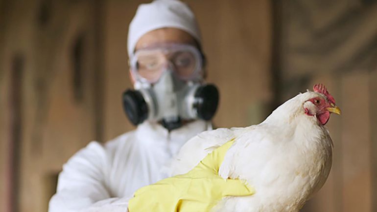 Gripe aviar: Carreras ratificó el acompañamiento a Senasa y productores
