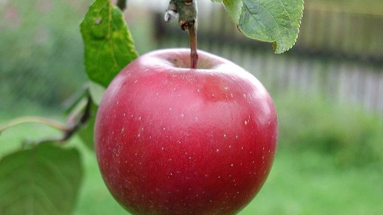 La apertura de importaciones de manzanas, un cambio de paradigma para el empresariado frutícola del Valle.