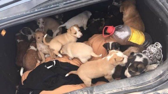 Fue al basural y rescató a 31 cachorros abandonados