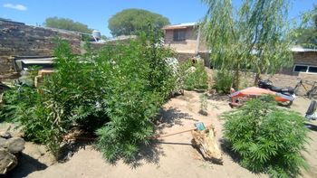 Las plantaciones alcanzaban los dos metros de altura.