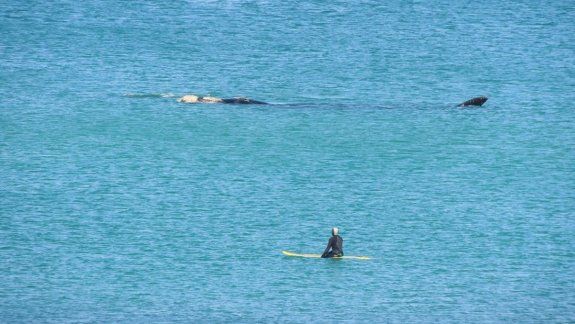 La ballena franca austra pas&oacute; a cerca distancia del surfista en Las Grutas.&nbsp;