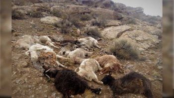 criancero acorralado por pumas y perros: le mataron 55 chivas