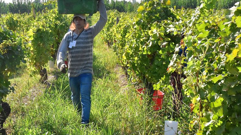 En el Alto Valle, la tendencia a la concentración de viñedos en grandes empresas productoras de vinos de alta gama contrasta con la posibilidad de elegir cultivos alternativos.Foto: Fabricio González | LMCipolletti.com En el Alto Valle, la tendencia a la concentración de viñedos en grandes empresas productoras de vinos de alta gama contrasta con la posibilidad de elegir cultivos alternativos.Foto: Fabricio González