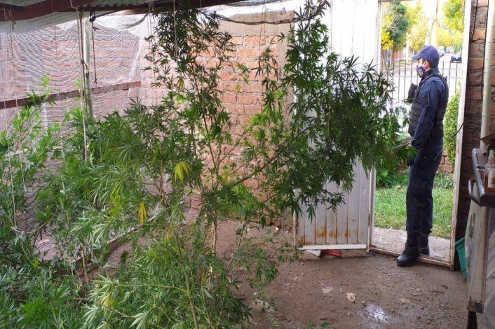 Hallaron plantas de marihuana del tamaño de un árbol