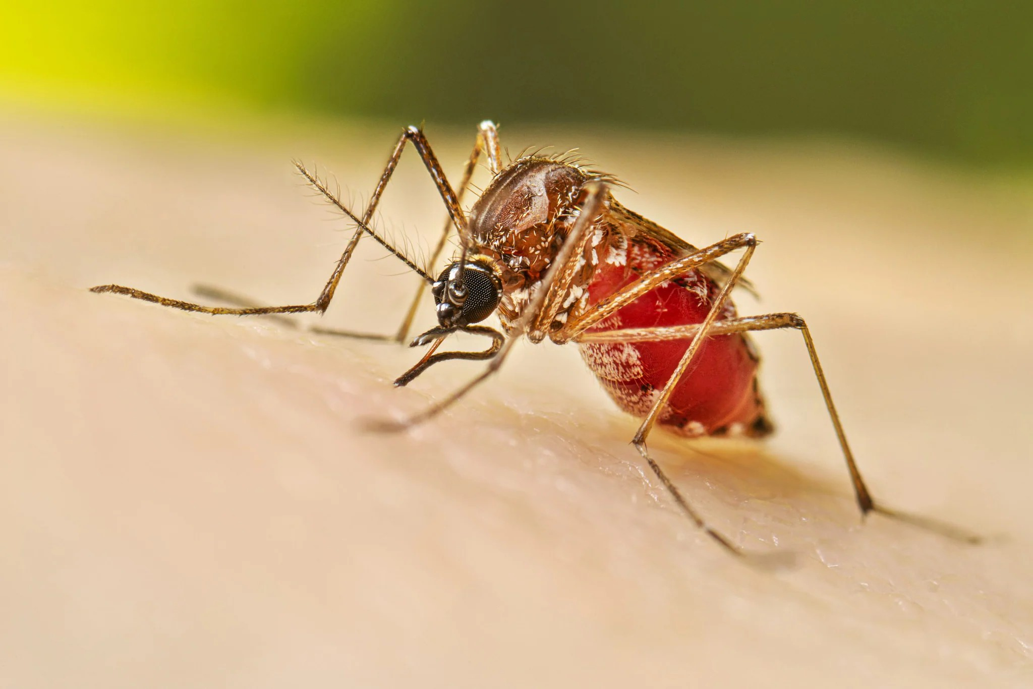 Todas las miradas atentas al dengue.