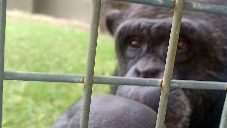 Tras el fallo judicial, el chimpancé Toti sigue esperando en soledad