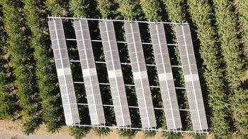 cerezas del futuro: nuevos paneles en la produccion