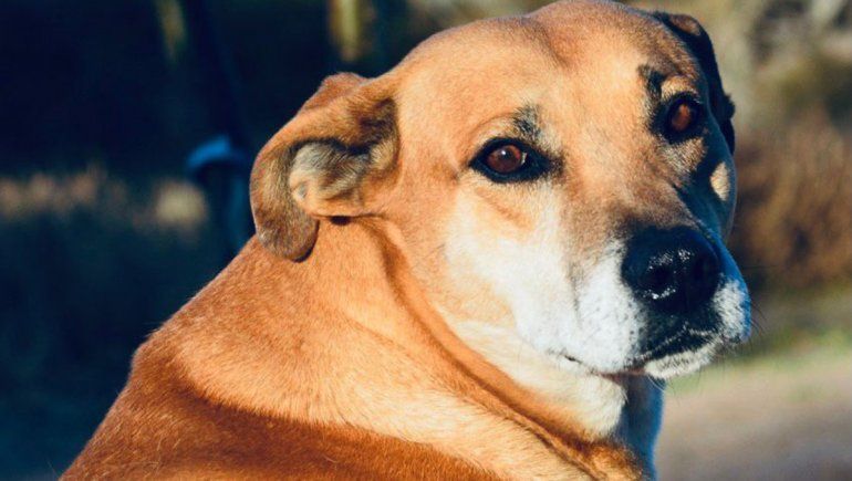 La perrera de Oro celebra una nueva adopción y continúa en carrera por el cierre